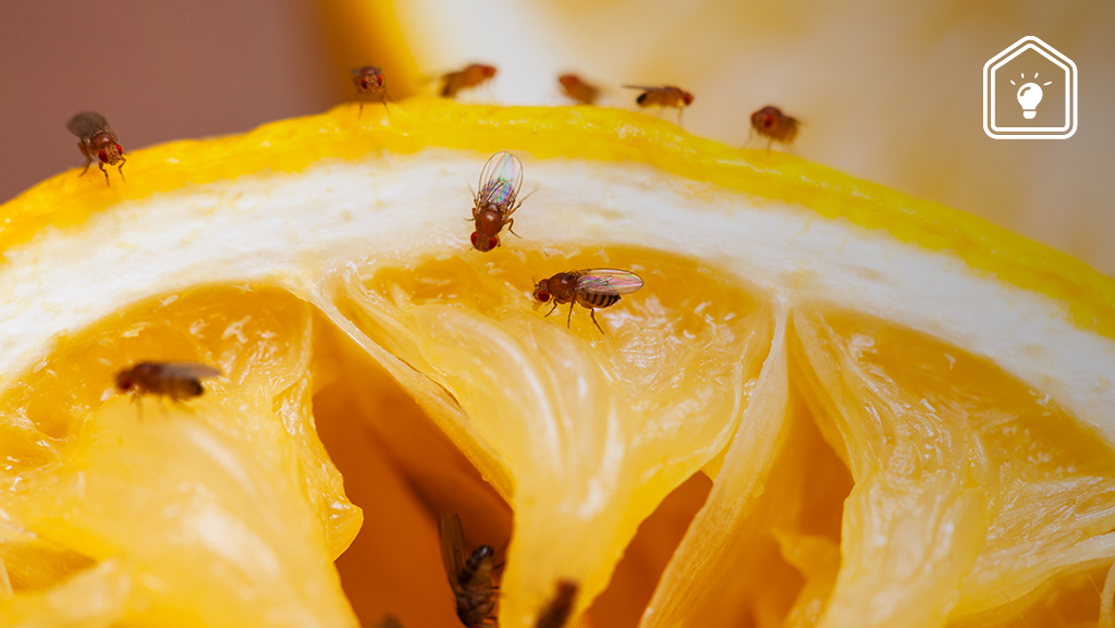 fruitvliegjes afkomen